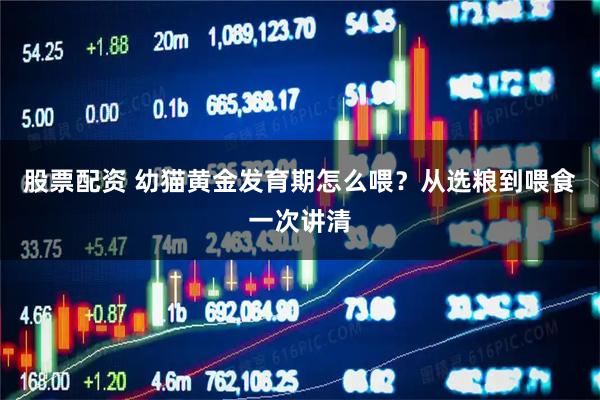 股票配资 幼猫黄金发育期怎么喂？从选粮到喂食一次讲清